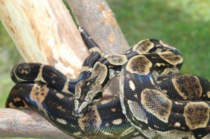 1. 1 Boa Constrictor Longicauda,