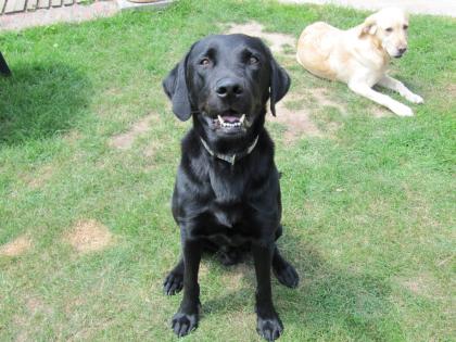 Labrador Rüde schmale Rasse sucht neues Zuhause