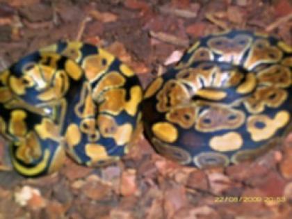 Verkaufe 1, 2 Python regius und 1, 2 Morelia spilota macdowelli