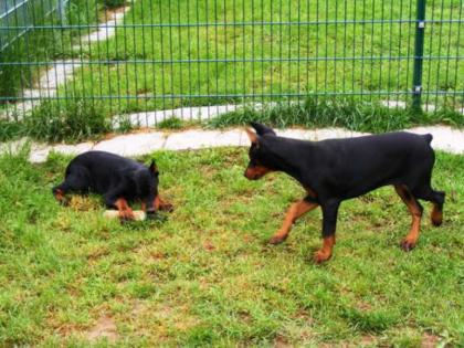 Super schöne Dobermannwelpen suchen ein Hause.