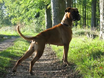 Wurfankündigung - Wir erwarten Familienfreundliche Boxer Welpen