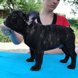 Französische Bulldogge Welpen