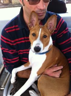 Basenji Welpen