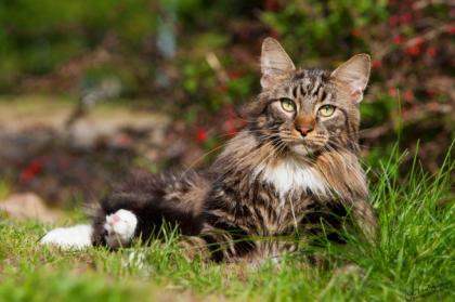 Kater mit Handicap sucht ein schönes zu Hause