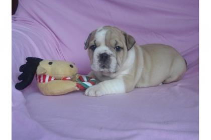 Reinrassige Englische Bulldogge mit FCI Papieren