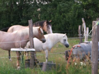 Suche Reitbeteiligung für 2 Therapiepferde