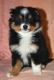 Bildschöne Australian Shepherd Welpen