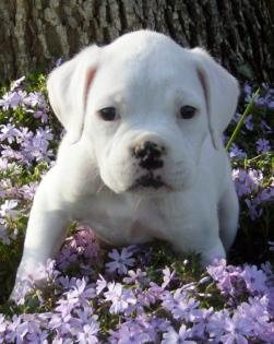 Wunderschöne Reinrassigen Boxer Welpen