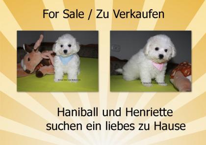 Bichon frise Welpen -der Hund mit den vielen Vorteilen-