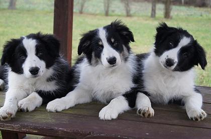 Border Collie Welpen mit VDH Papieren