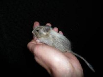 Degu-Nachwuchs Schecken-Böckchen abzugeben