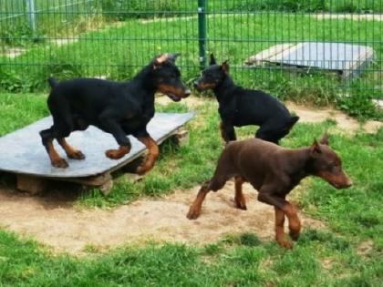 Schöne reinrassige Dobermannwelpen mit Papieren.