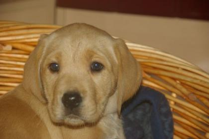 Reinrassige Labrador Welpen