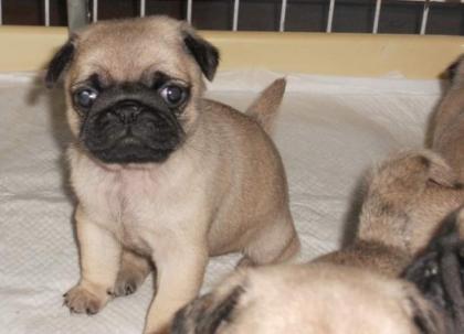 Süße Mops Welpen beige und schwarz