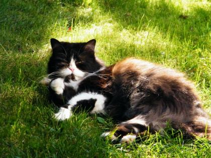 Katze aus gesundheitlichen Gründen abzugeben