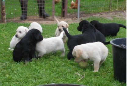 Super Süße Labrador/G. Retriver Welpen Schwarz, Braun, Weiß