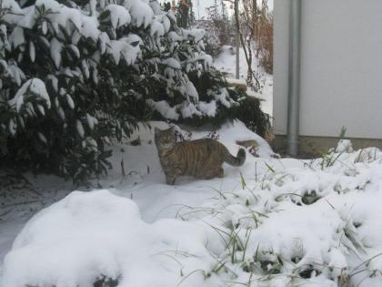 Deckkater für Hauskatze