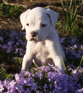 Wunderschöne Reinrassigen Boxer Welpen