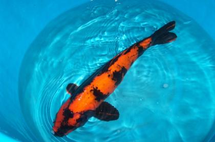 Koi Biotopfische Teichmuscheln günstig vom Koi-Center Schafflund Günstig Viele