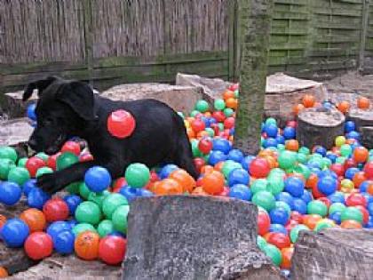 Welpenschule - Hundeschule Vivipet