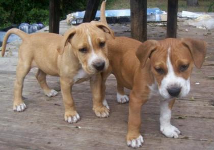 American Pit Bull Terrier mit Papieren