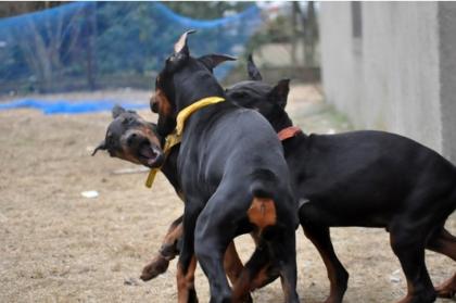 Schöne reinrassige Dobermannwelpen mit Papieren. suchen noch ein neues und lie