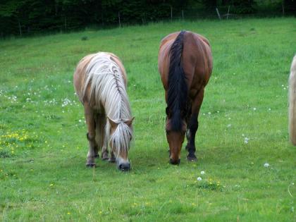 Offenstallplätze bei Lübeck frei, auch Rehe- und Rentnerpferde/ponys