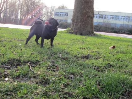 Junge Mops Hündin