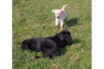 Labrador-Welpen in chocolate und schwarz