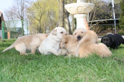 Super süße Labrador Welpen blond, braun, schwarz Aus HD-ED-freier Zucht