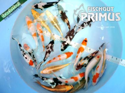 Maxi-Koi-Paket mit 6 Koi - Größe 20-25 cm u. a. mit Sanke, Showa .