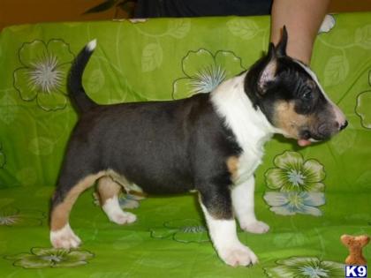 Wir haben wunderschöne erstklassige Standard Bullterrier Welpen