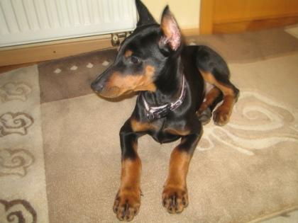 Reinrassige Dobermann Welpen