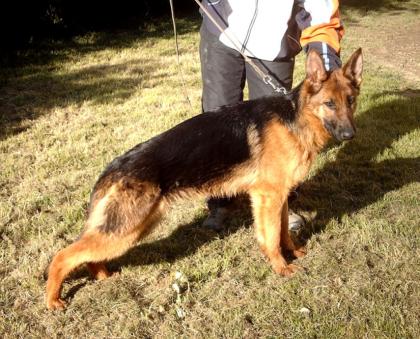 Schäferhund-Junghunde von SV-Züchter