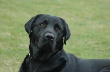 Labrador Deckrüde Kein Verkauf