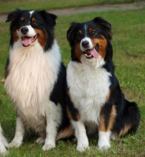 Wir erwarten im Juli Australian Shepherd Babys