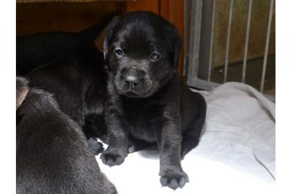 Süße Wunderschöne Labrador Welpen suchen ein neues Zuhause