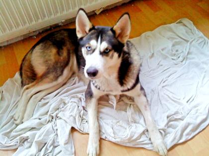 Habe Kinderliebe Huskylady abzugeben wichtig ist sie muss in eine kinderreiche F