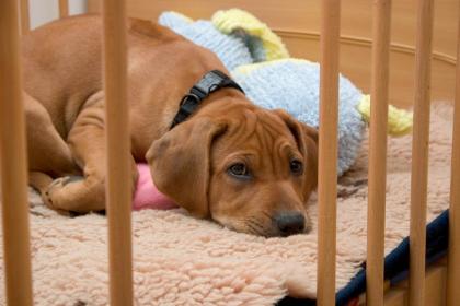 Rhodesian Ridgeback Welpen mit Papier jetzt fertig