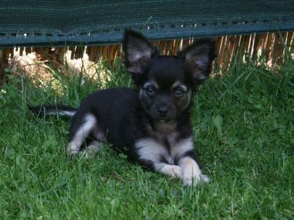 Chihuahua Welpe weibl. mit Papiere sucht die besten Chi-Eltern mit Herz und Vers