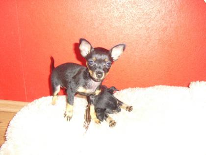 Zwei Russische Toy Terrier