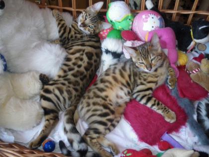 Bengal babys