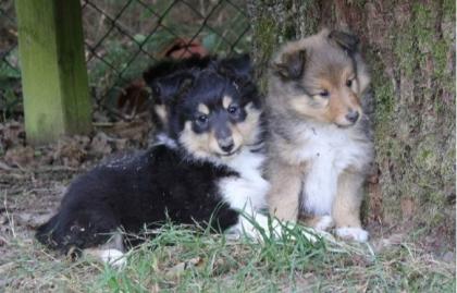 VDH-Sheltiewelpen blue-merle/tricolour of Burning Mountain