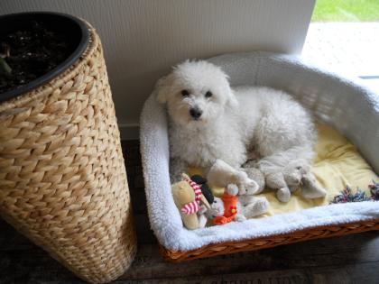 Hundemädchen zum Decken gesucht / Deckrüde-Bologneser-Coton-Mix möchte Papa werd