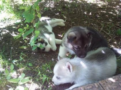 Rassehunde Hunde Zuckersüßer Schoko Siberian Husky Welpen.