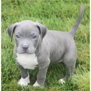 Niedlich Reinrassige blue-line stafford pitbull Welpe