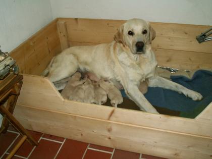 Wunderbare Golden Labrador Retrieverwelpen zu verkaufen