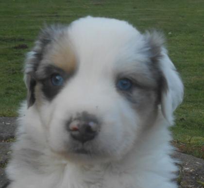 Superschöne Australian Shepherd Welpen in allen Farben