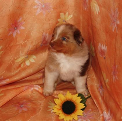 Bildhübsche Australian Shepherd Welpen mit ASCA-Papiere suchen liebevolles Zuhau