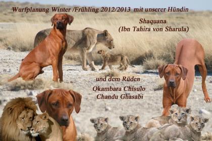 Mahbuba Rhodesian Ridgeback A-Wurfplanung Winter/Frühling 2021/2013